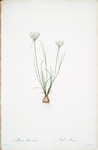 Allium moschatum