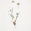 Allium carolinianum