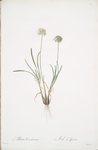 Allium carolinianum