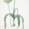 Allium nigrum