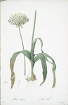 Allium nigrum