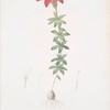 Lilium philadelphicum