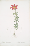 Lilium philadelphicum