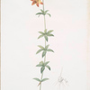 Lilium penduliflorum