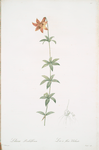 Lilium penduliflorum