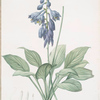 Hemerocallis Caerulea