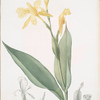 Canna flaccida