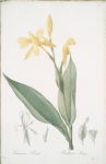 Canna flaccida