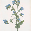 Commelina tuberosa