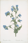 Commelina tuberosa