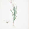 Ixia Liliago