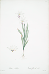 Ixia Liliago