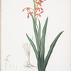 Antholyza aethiopica