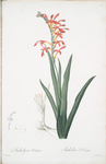 Antholyza aethiopica