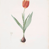 Tulipa suaveolens