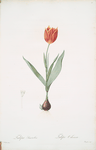Tulipa suaveolens