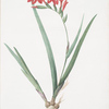 Gladiolus cardinalis