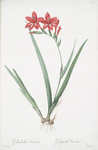 Gladiolus cardinalis