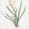 Epidendrum sinense