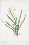 Epidendrum sinense