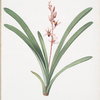 Cymbidium aloifolium