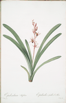 Cymbidium aloifolium