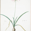Amaryllis undulata
