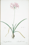 Amaryllis undulata