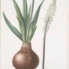 Scilla maritima