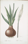 Scilla maritima