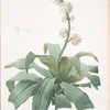 Aletris fragrans