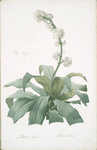 Aletris fragrans