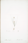 Allium obtusiflorum