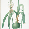 Ornithogalum longibracteatum