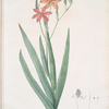 Belamcanda