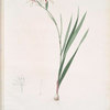 Gladiolus undulatus