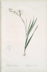 Gladiolus undulatus