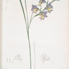 Gladiolus ringens