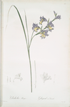 Gladiolus ringens