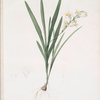 Gladiolus Xanthospilus