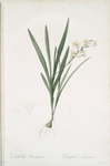 Gladiolus Xanthospilus