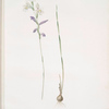 Gladiolus orobanche