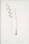 Gladiolus orobanche