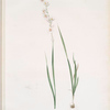 Ixia polystachia