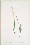 Ixia polystachia