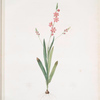 Ixia scillaris
