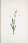Ixia scillaris