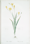 Ixia bulbifera