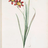 Ixia tricolor