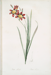 Ixia tricolor